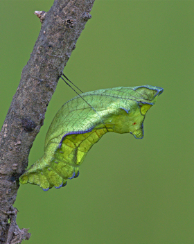 Pipevine Swallowtail - chrysalis